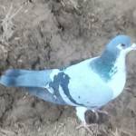 Hamza Khan143 Profile Picture