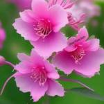 Dilawar Khan Profile Picture