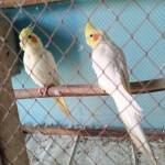 Ammar Khan Profile Picture