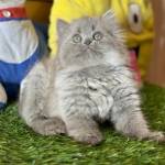 Muhammad Asif Profile Picture